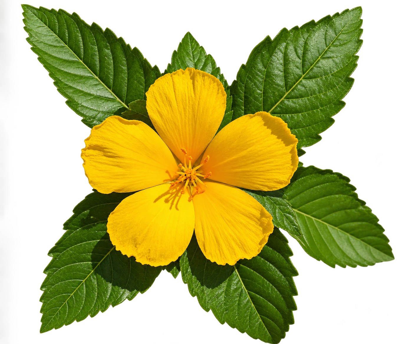 Damiana-Pflanze (Turnera diffusa) mit gelben Blüten, Zutat der SCHWARZEN EVA
